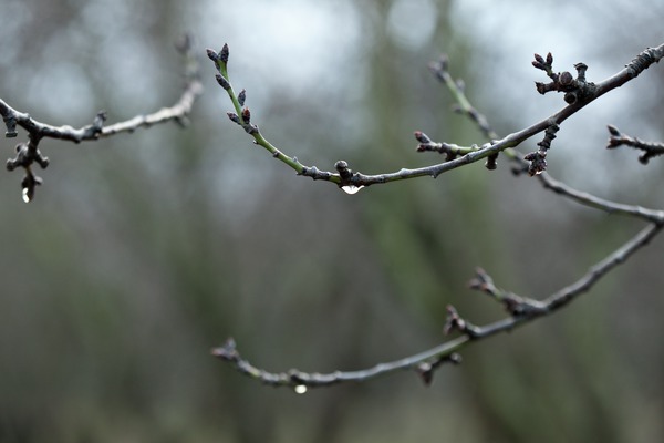 almond tree branch