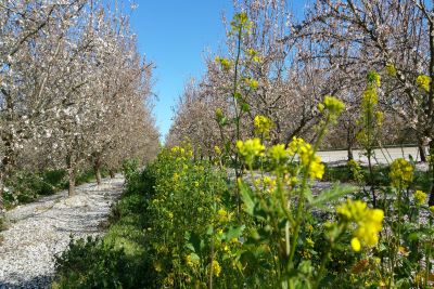 Almond Board vergibt Saatgut-Stipendien  zur Förderung von Bienengesundheit und Artenvielfalt