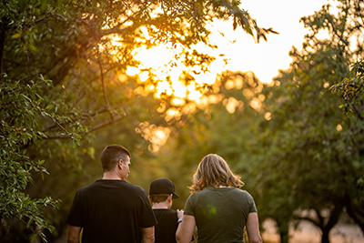 almond orchard sunrise