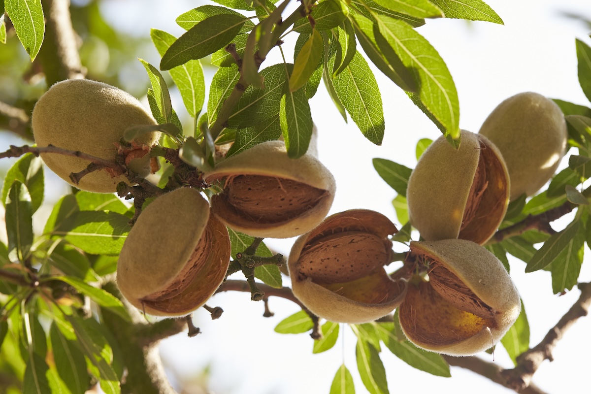Whole almonds on tree